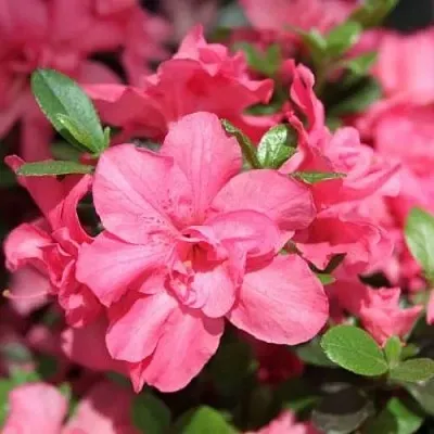 Азалия РОКОКО японская  Азалия РОКОКО японская в Челябинске