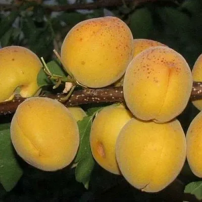 Абрикос ДЕСЕРТНЫЙ ГОЛУБЕВА в Челябинске