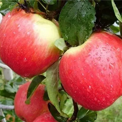 Яблоня ЖЕНЕВА (ЖЕНЕВА ЭРЛИ)  Яблоня ЖЕНЕВА (ЖЕНЕВА ЭРЛИ) в Челябинске