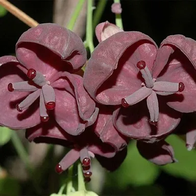 Акебия в Челябинске
