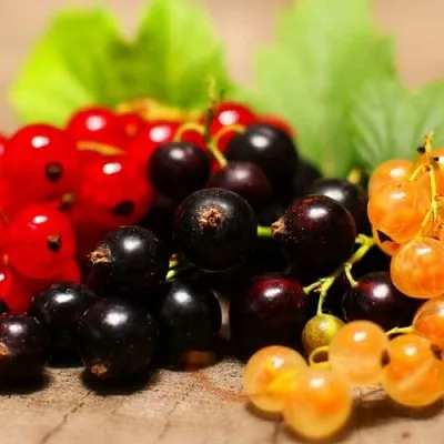 Комплект саженцев  Комплект саженцев в Челябинске