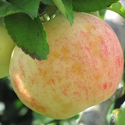 Яблоня ЛЕТНЕЕ СЛАДКОЕ  Яблоня ЛЕТНЕЕ СЛАДКОЕ в Челябинске