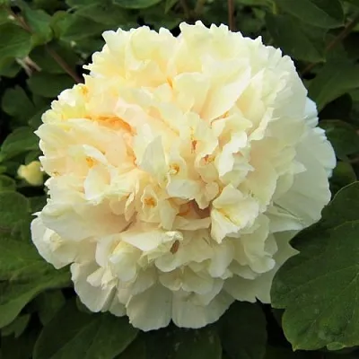 Пион НЕЖНЫЙ ГОЛОС древовидный  Пион НЕЖНЫЙ ГОЛОС древовидный в Челябинске