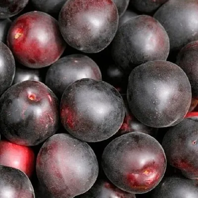 Абрикос ЧЕРНЫЙ ПРИНЦ в Челябинске