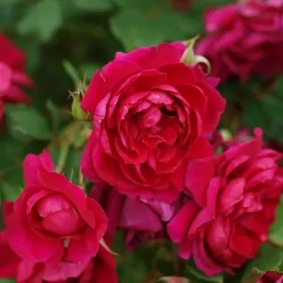 Саженцы роз КВАДРА плетистая  Саженцы роз КВАДРА плетистая в Челябинске