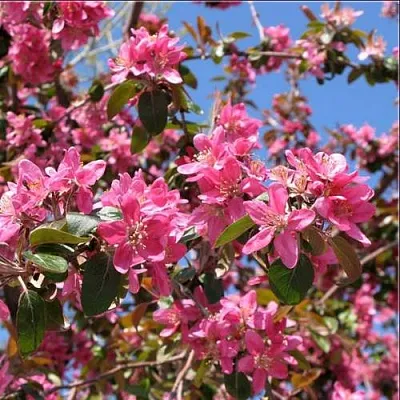 Яблоня ХЕЛЕНА декоративная  Яблоня ХЕЛЕНА декоративная в Челябинске