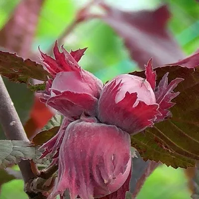 Фундук КАРДИНАЛ  Фундук КАРДИНАЛ в Челябинске