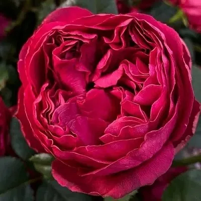 Саженцы роз РАСПБЕРРИ ЭЛЕГАНС чайно-гибридная  Саженцы роз РАСПБЕРРИ ЭЛЕГАНС чайно-гибридная в Челябинске