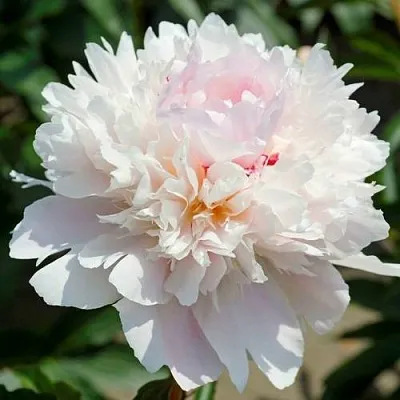 Пион АЛЕРТИ травянистый  Пион АЛЕРТИ травянистый в Челябинске