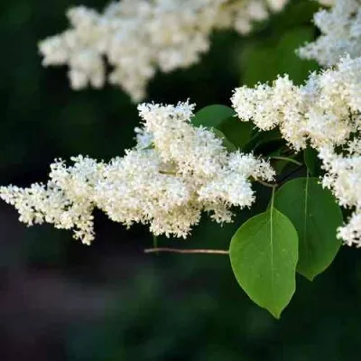 Сирень АМУРСКАЯ — описание сорта Сирень АМУРСКАЯ в Челябинске