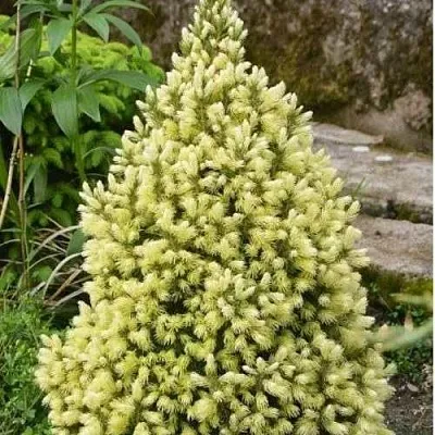 Ель МАЙГОЛД колючая  Ель МАЙГОЛД колючая в Челябинске