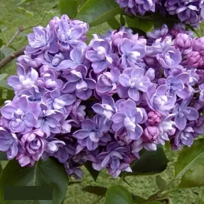 Сирень АМИ ШОТТ в Челябинске