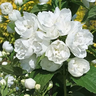 Жасмин махровый  Жасмин махровый в Челябинске