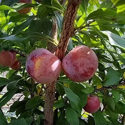 Плуот ГЕО ПРАЙД  Плуот ГЕО ПРАЙД в Челябинске