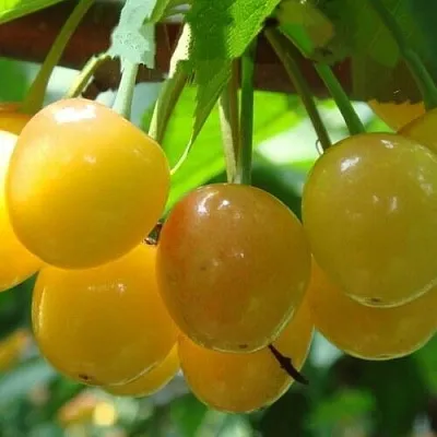 Черешня ЯНТАРНАЯ в Челябинске