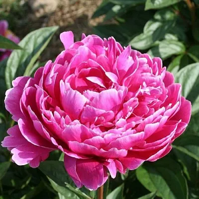 Пион СЕБАСТЬЯН МААС травянистый  Пион СЕБАСТЬЯН МААС травянистый в Челябинске