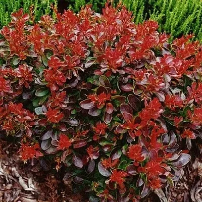 Барбарис КАРМЕН тунберга  Барбарис КАРМЕН тунберга в Челябинске