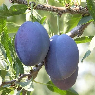 Слива СТЭНЛИ в Челябинске