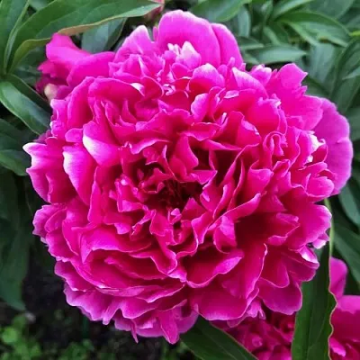 Пион КАРЛ РОЗЕНФЕЛЬД травянистый  Пион КАРЛ РОЗЕНФЕЛЬД травянистый в Челябинске