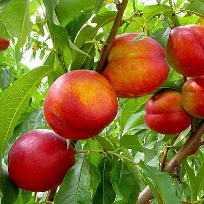 Нектарин ХАРБЛЕЙЗ в Челябинске