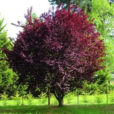 Слива НИГРА растопыреная  в Челябинске