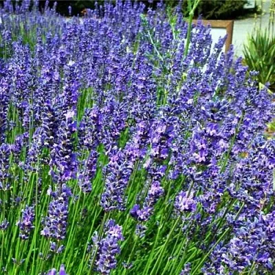 Лаванда ФЕНОМЕНАЛ узколистная  Лаванда ФЕНОМЕНАЛ узколистная в Челябинске