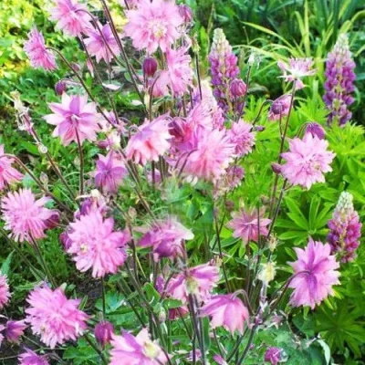 Аквилегия БАРЛОУ ПИНК гибрид МакКаны в Челябинске