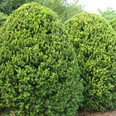 Тис  Тис в Челябинске