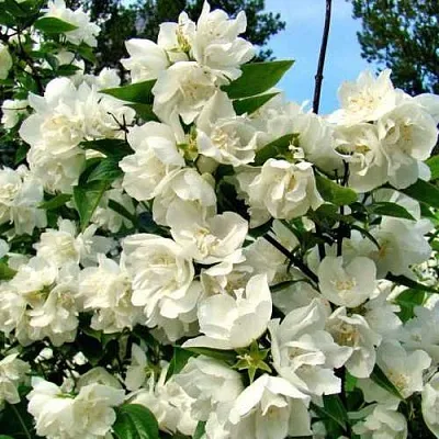 Жасмин ДЕНИСКИНЫ РАССКАЗЫ  Жасмин ДЕНИСКИНЫ РАССКАЗЫ в Челябинске