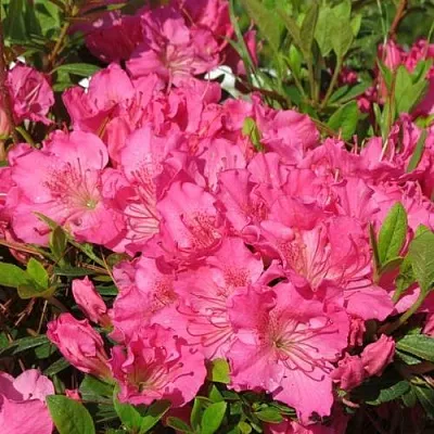 Азалия КИРСТИН японская  Азалия КИРСТИН японская в Челябинске