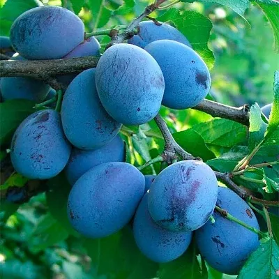 Синяя  в Челябинске