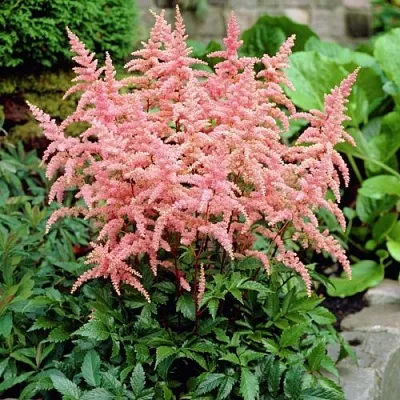 Астильба БРЕССИНГЕМ БЬЮТИ Арендса  Астильба БРЕССИНГЕМ БЬЮТИ Арендса в Челябинске