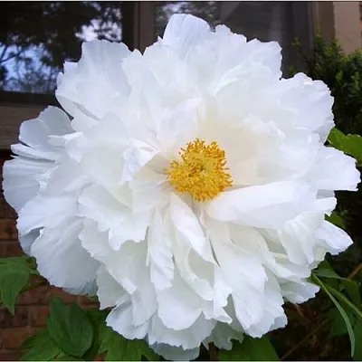 Пион БЕЛЫЙ НЕФРИТ древовидный  Пион БЕЛЫЙ НЕФРИТ древовидный в Челябинске