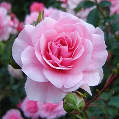 Саженцы роз БОНИКА флорибунда  Саженцы роз БОНИКА флорибунда в Челябинске