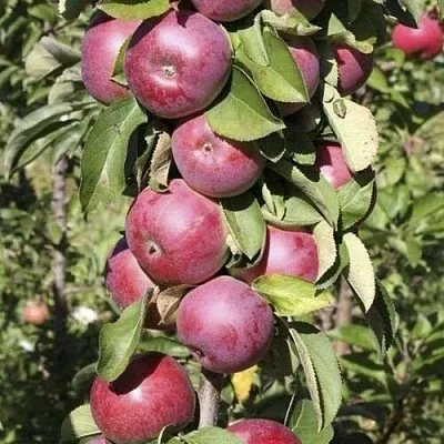 Яблоня ЕСЕНИЯ колонновидная в Челябинске