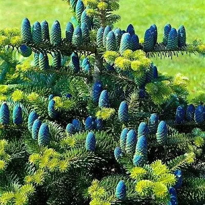 Пихта корейская   Пихта корейская  в Челябинске