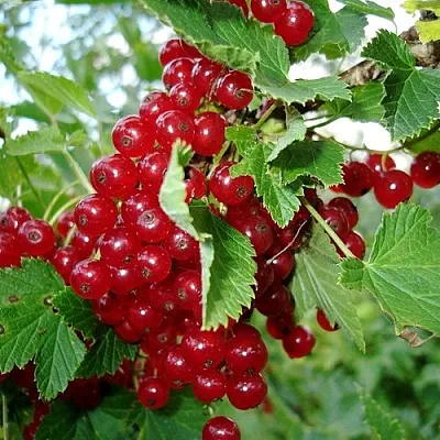 Смородина красная ГОЛЛАНДСКАЯ КРАСНАЯ  Смородина красная ГОЛЛАНДСКАЯ КРАСНАЯ в Челябинске