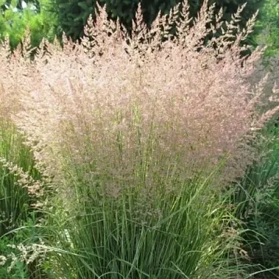 Вейник ОВЕРДАМ остроцветковый  Вейник ОВЕРДАМ остроцветковый в Челябинске