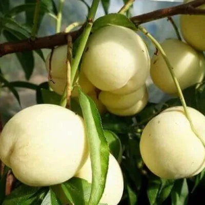 Персик АЙС ПИЧ — описание сорта Персик АЙС ПИЧ в Челябинске