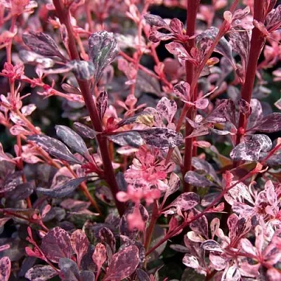 Барбарис АРЛЕКИН тунберга  Барбарис АРЛЕКИН тунберга в Челябинске