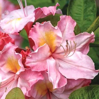 Азалия СЕССИЛЬ листопадная  Азалия СЕССИЛЬ листопадная в Челябинске