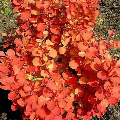 Барбарис ОРАНЖ ФАЙЕР тунберга  Барбарис ОРАНЖ ФАЙЕР тунберга в Челябинске