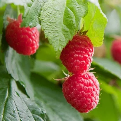 Малина МАРАВИЛЛА  Малина МАРАВИЛЛА в Челябинске