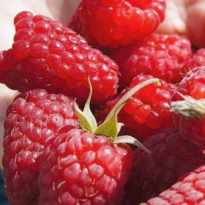 Малина ГОРДОСТЬ РОССИИ — описание сорта Малина ГОРДОСТЬ РОССИИ в Челябинске