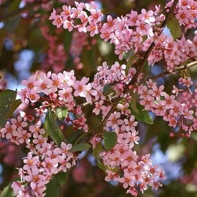 Черемуха КОЛОРАТА  Черемуха КОЛОРАТА в Челябинске