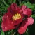 Пион КРАСНЫЙ ЛОТОС древовидный — описание сорта Пион КРАСНЫЙ ЛОТОС древовидный в Челябинске