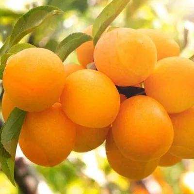 Слива МАРА в Челябинске