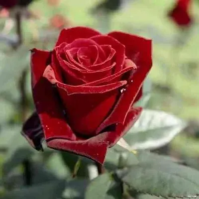 Саженцы роз ТАБУ чайно-гибридная в Челябинске