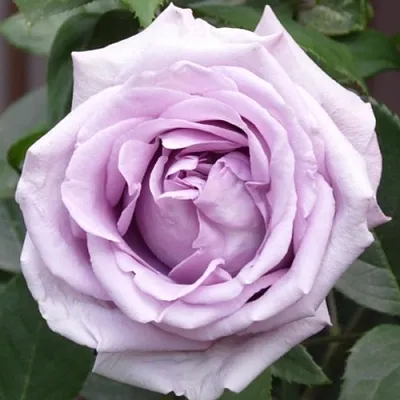 Саженцы роз ИНДИГОЛЕТТА плетистая  Саженцы роз ИНДИГОЛЕТТА плетистая в Челябинске