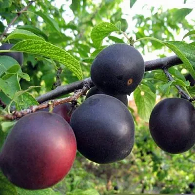 ЧЕРРИКОС  ЧЕРРИКОС в Челябинске